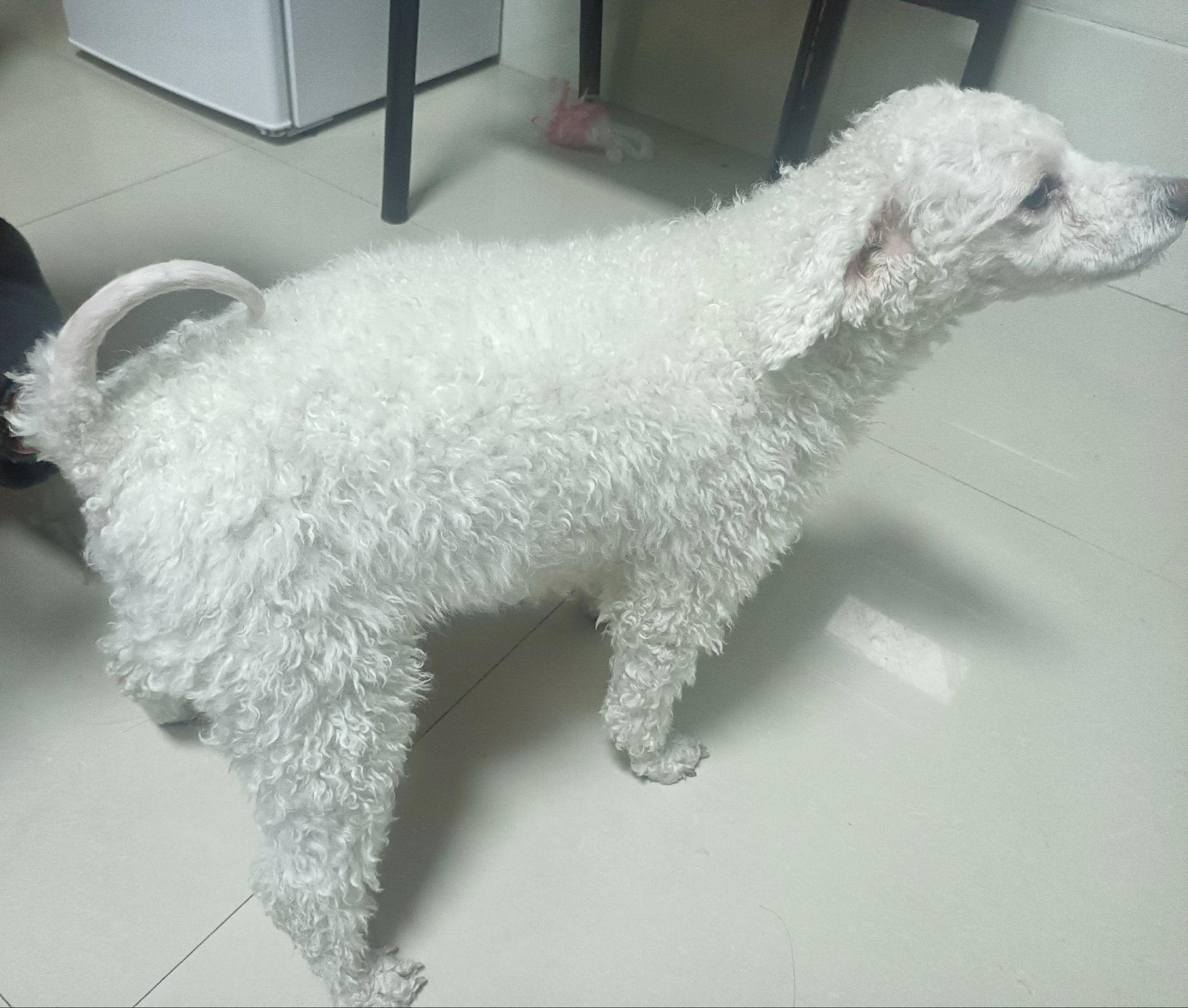 姨姨们都夸我好看 比熊