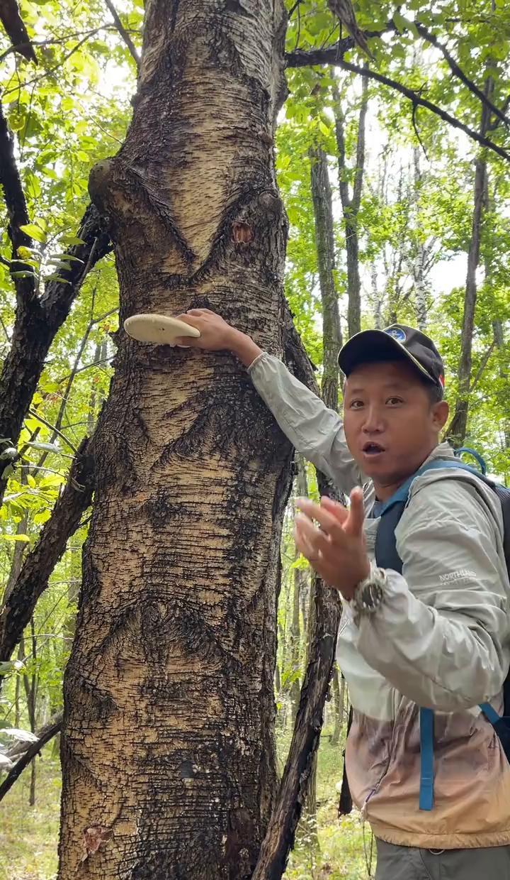 东北山里长出的白灵芝，真能治咳嗽？
别急着信，也别急着采。
这玩意儿可不是随便挖