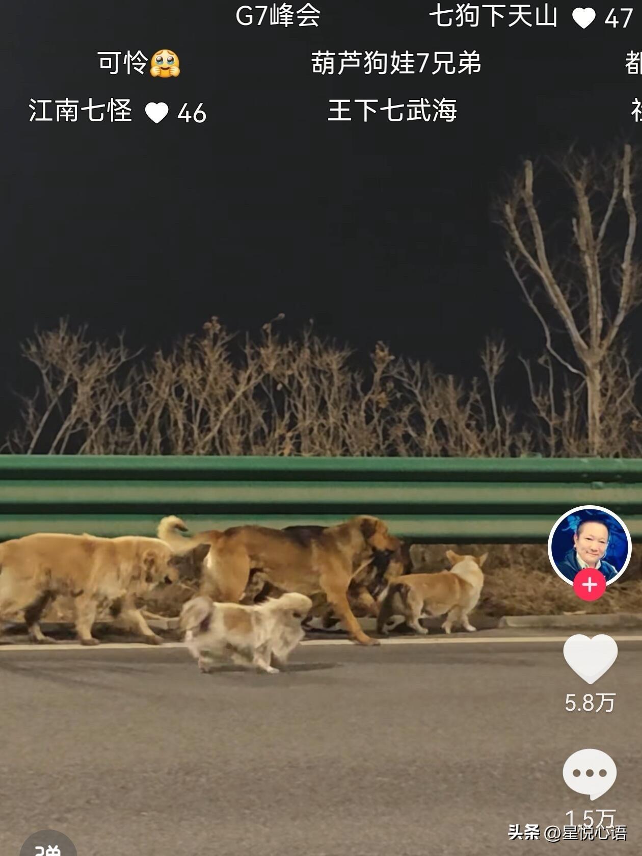 “七狗下天山”迎来了暖心结局❤️
七只狗狗一起结伴17公里回家太传奇了。
长春高