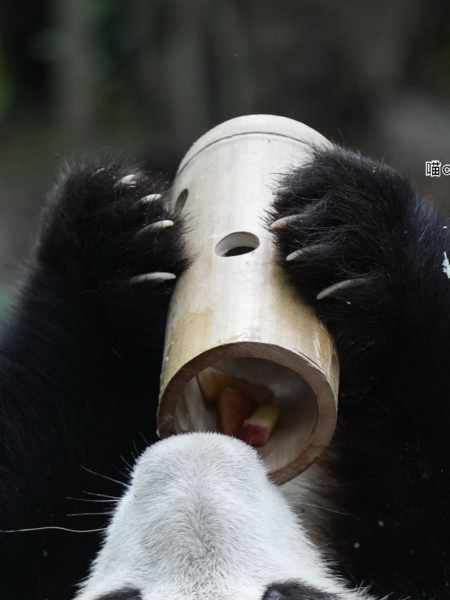 熊猫守护者 🐼森林驿站🌳憨态可掬的大熊猫，用一身纯粹治愈人间疲惫。守护国宝，