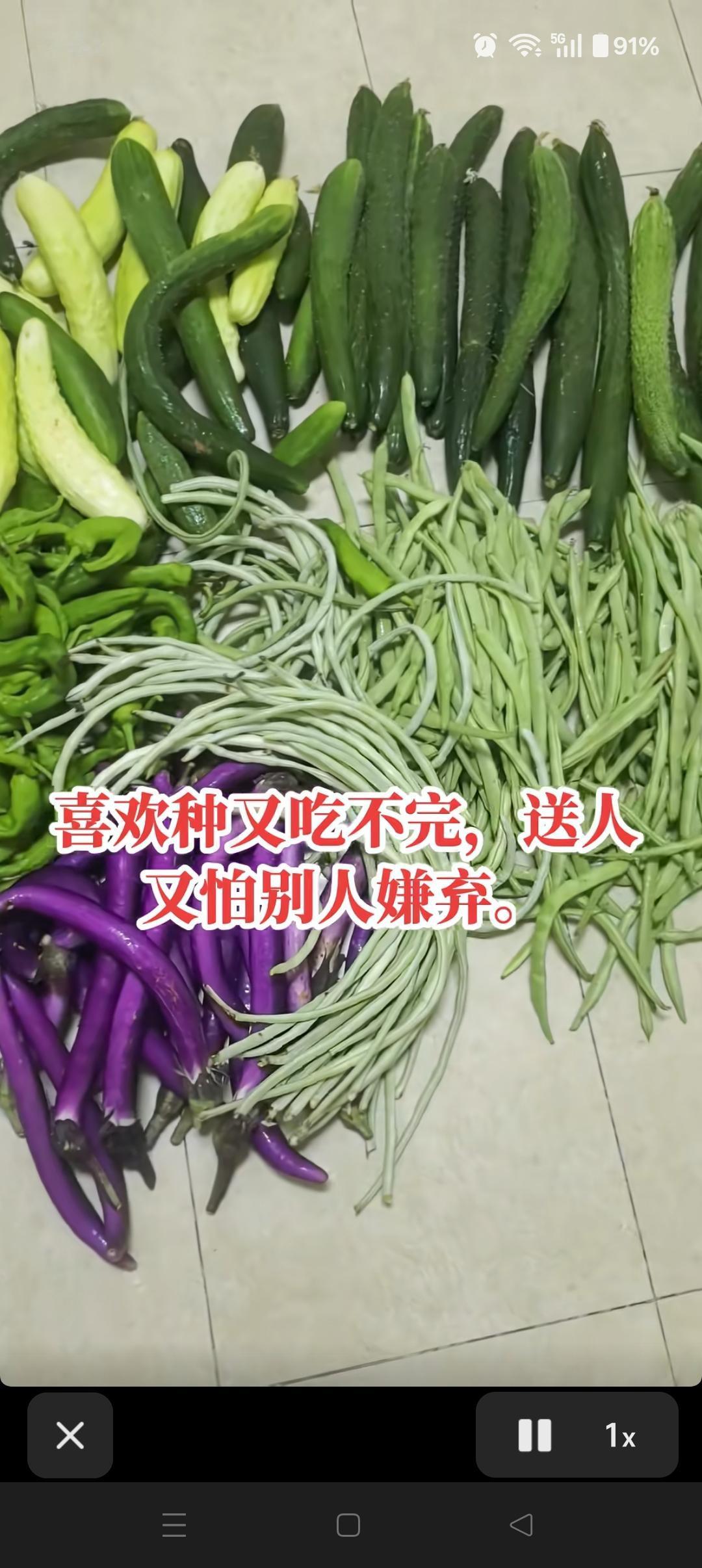 各种蔬菜摆满地，新鲜又丰富。作为北方人，是不是都在吃这几个菜？每年的这个时候，天