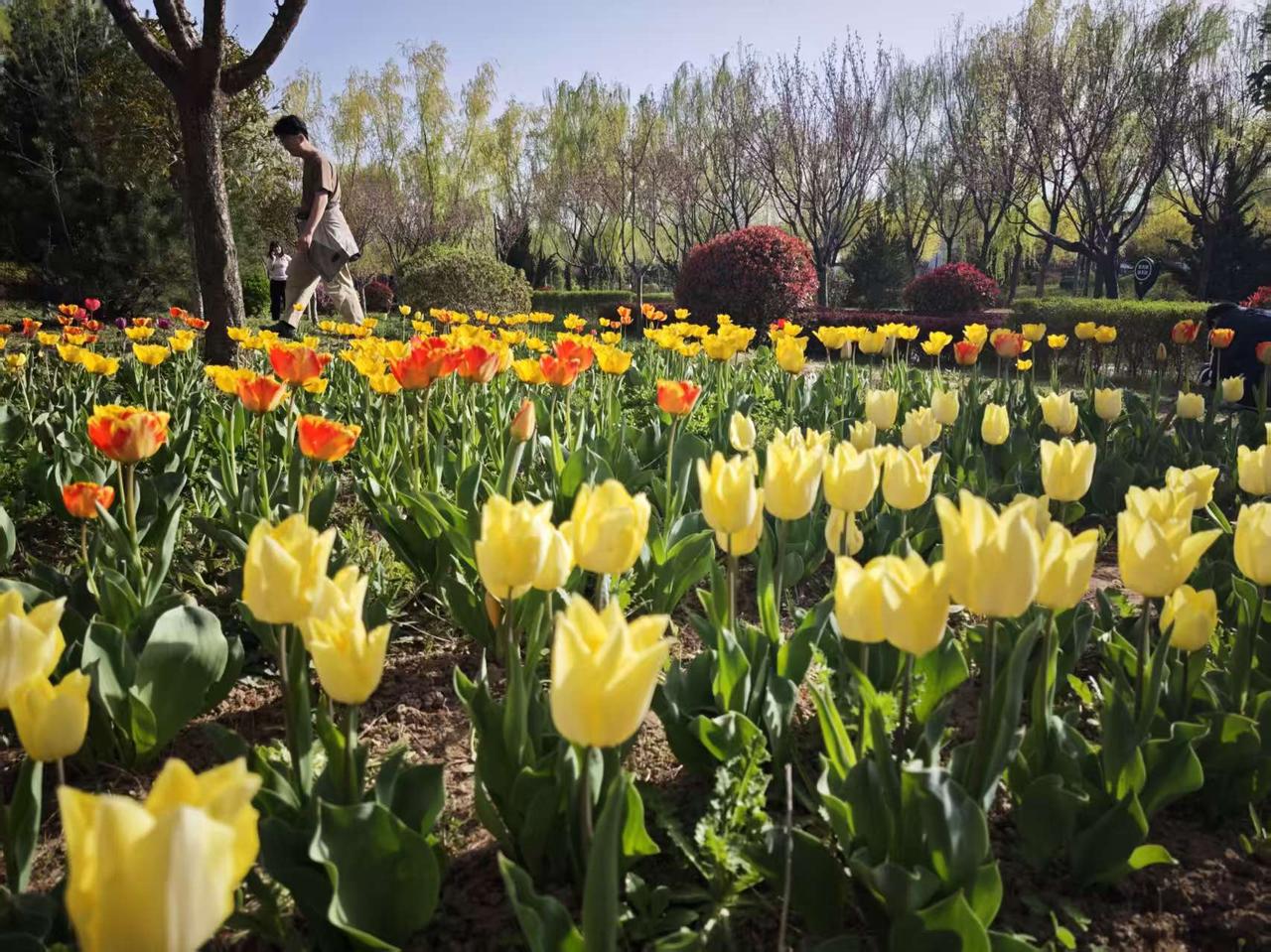 今天我去公园里逛，看到了许多盛开的郁金香，从来没有见过这么多的郁金香，成片成片的
