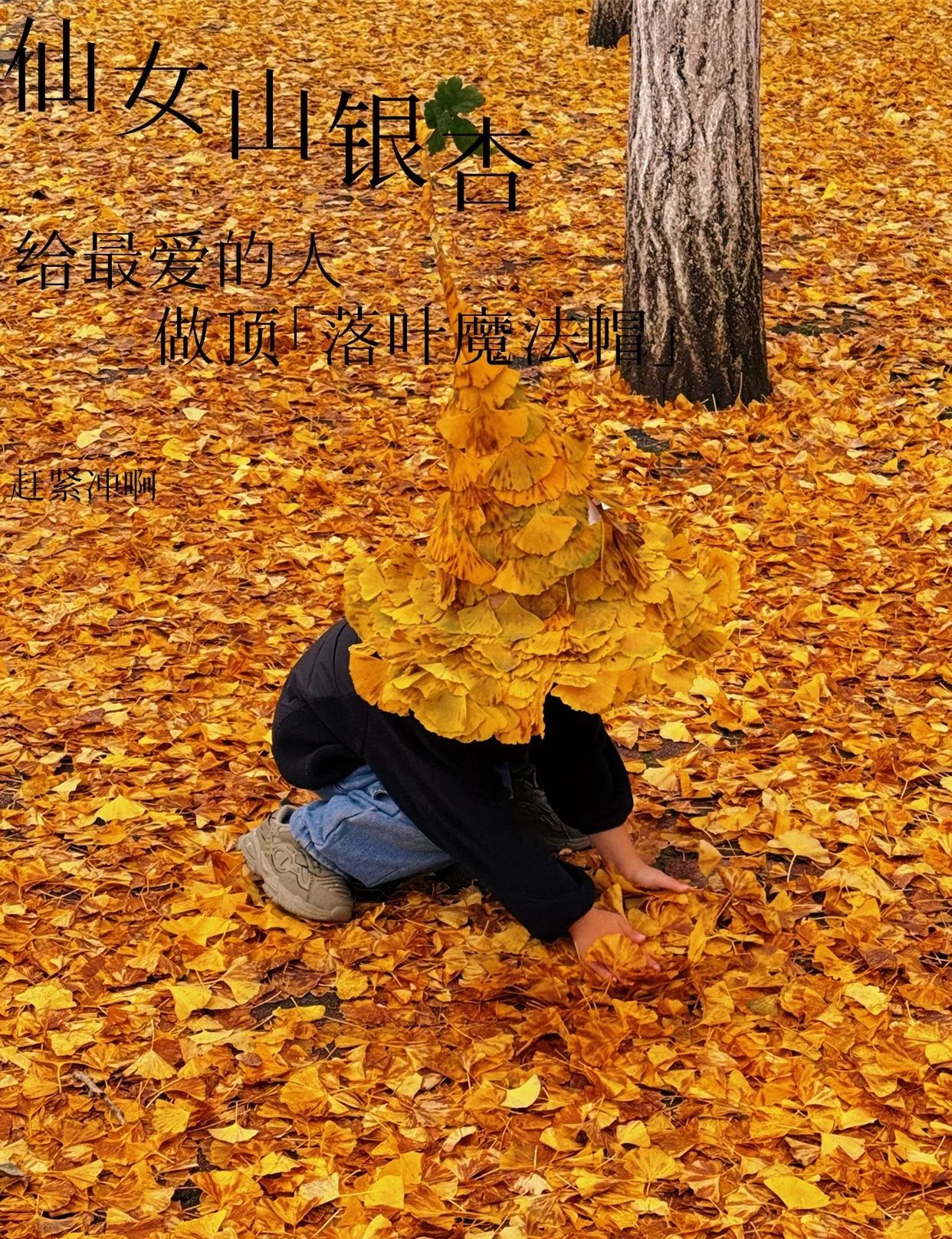 抓住仙女山银杏尾巴，给TA做顶落叶魔法帽吧
📢紧急提醒！武隆仙女山的银杏已经进