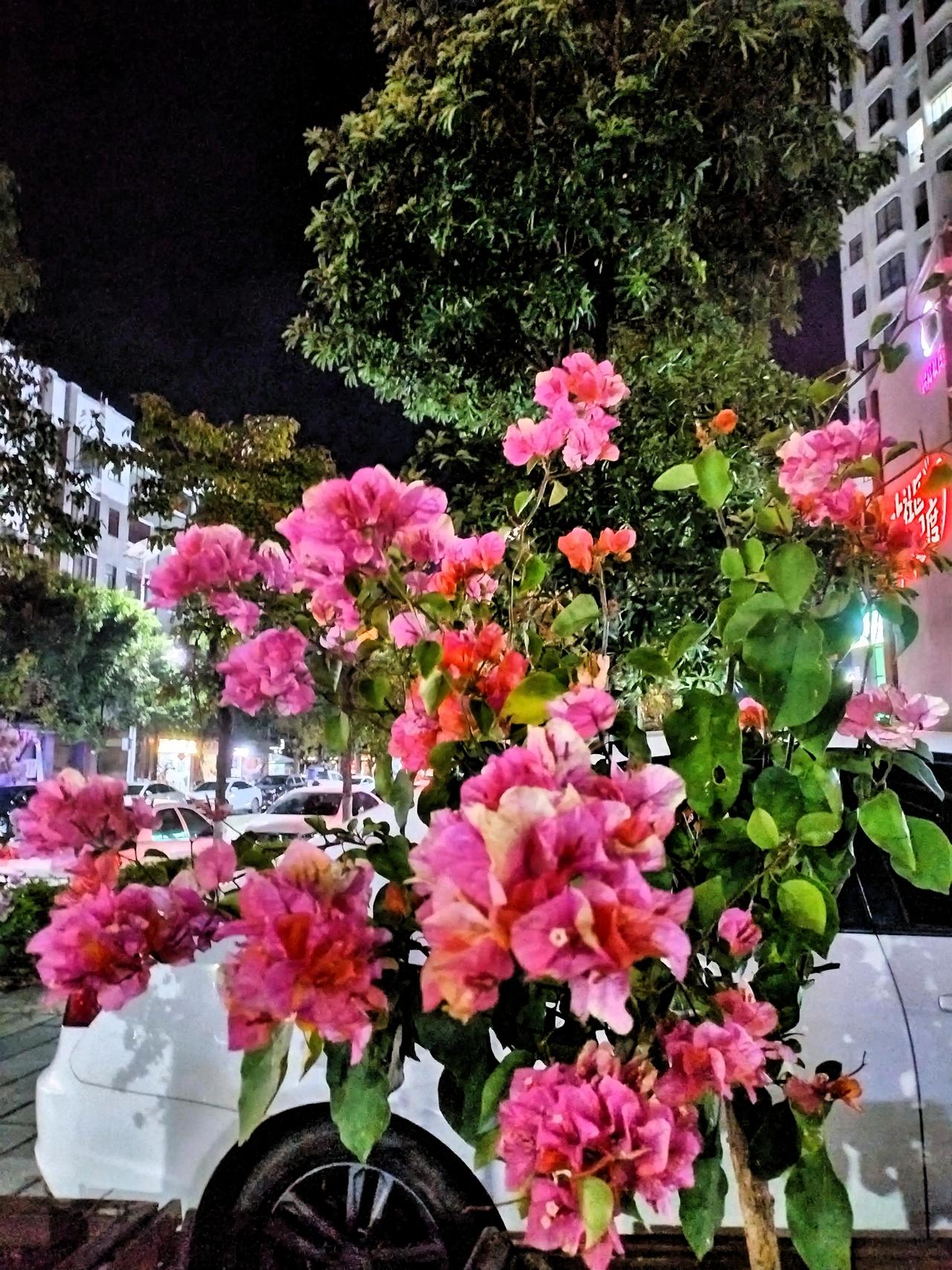 冬日生活打卡季 夜晚的街角，粉色的花朵绽放，浪漫而迷人。🌸✨夜色已降临整个天际