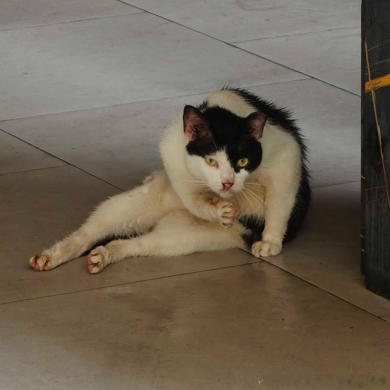 49256【丑猫】雨后的人猿泰山 