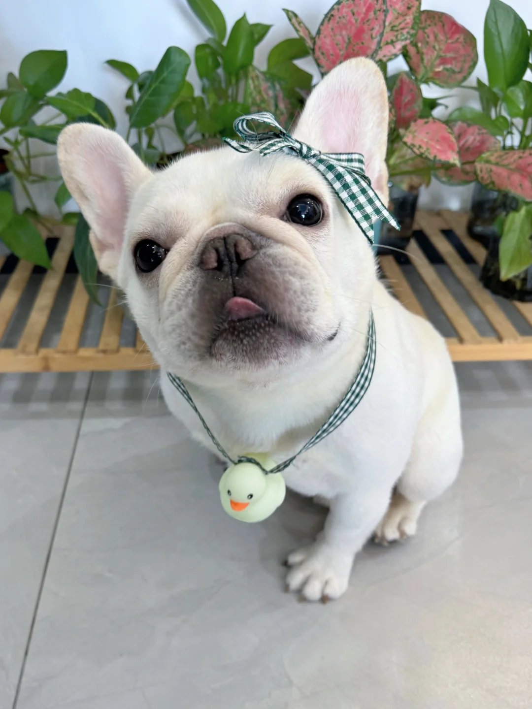 不是说给我买了一条很贵的项链吗？