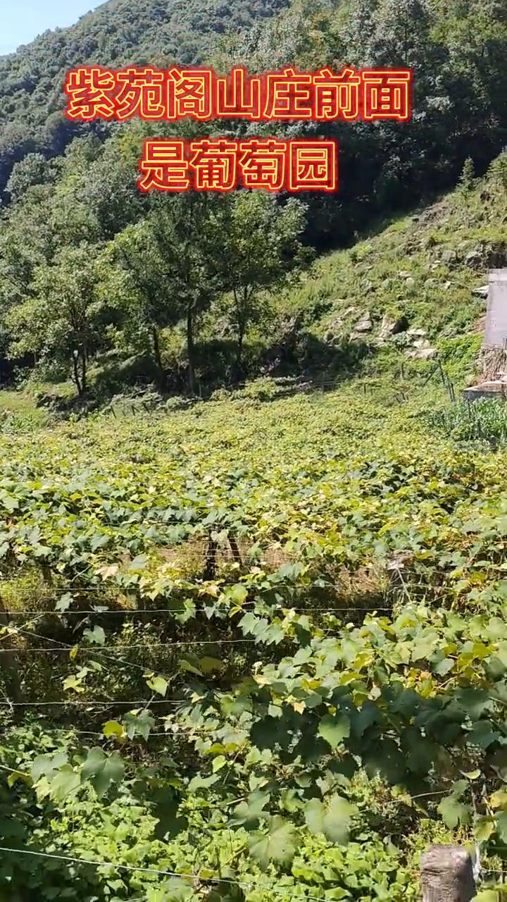 紫苑阁山庄前面是葡萄园，山板郭老板原是中南冶堪退休职工。山庄铭牌紫苑阁，公路旁边