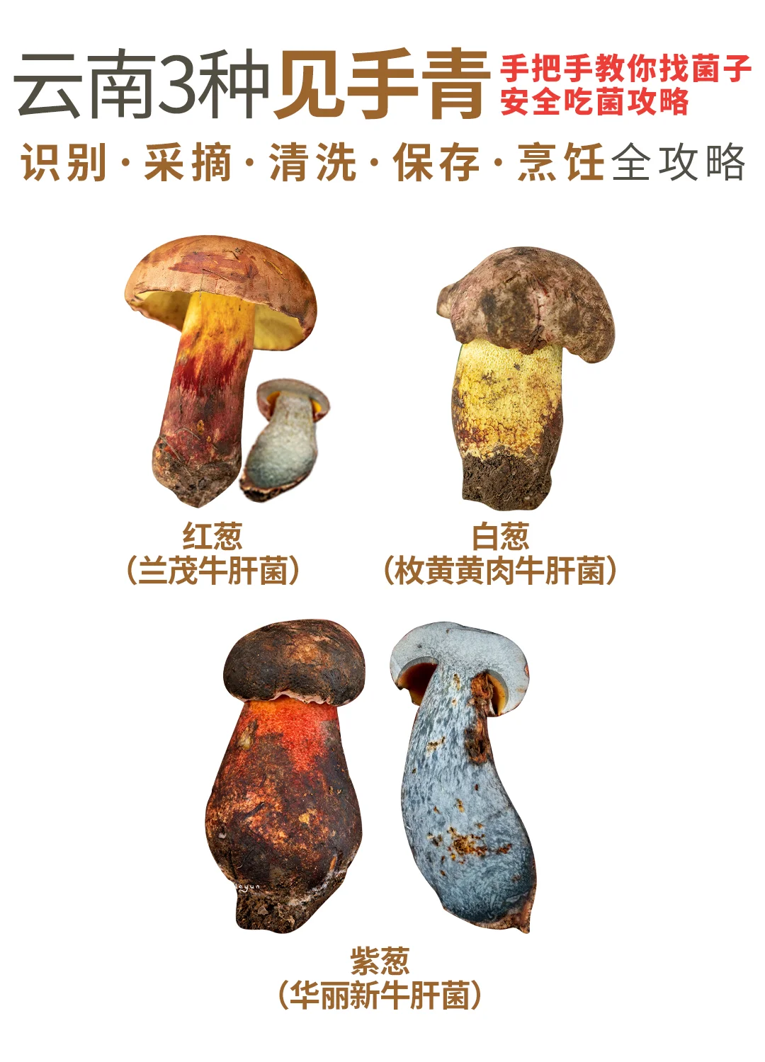 云南3种见手青🍄红葱/白葱/紫葱从采到吃