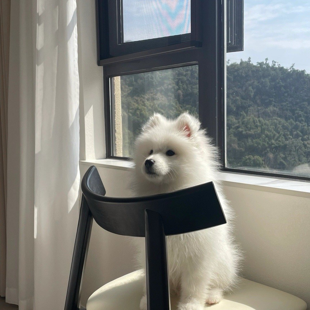 独自早起晒太阳的萨摩耶宝宝 ​​​