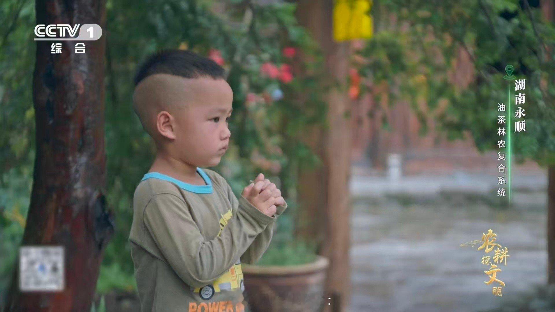 油茶榨干成了洗头神器 湖南人的智慧藏在循环里：茶油润菜肴之魂，茶枯沐青丝之光。同