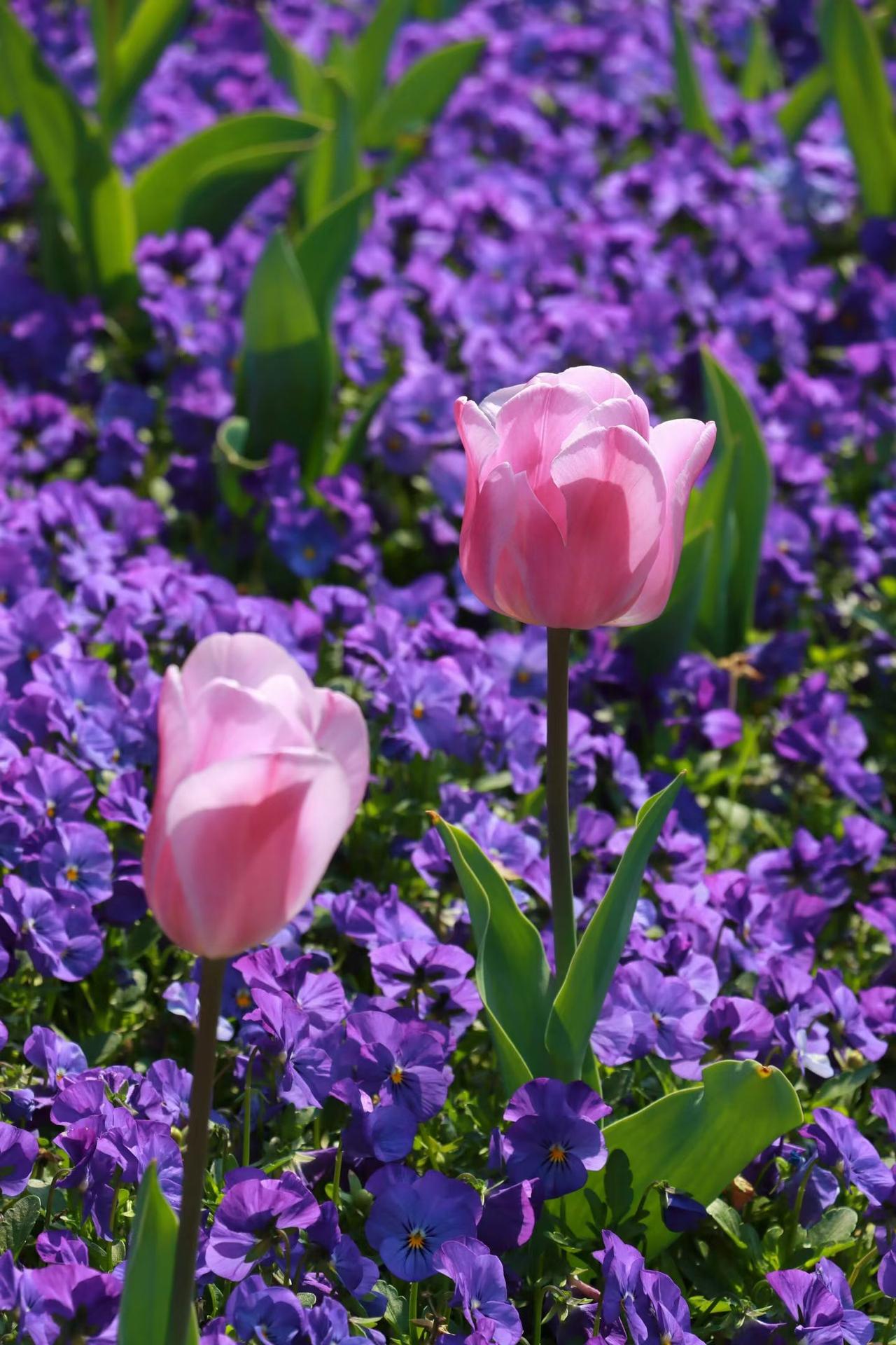 分享手机里的花花草草