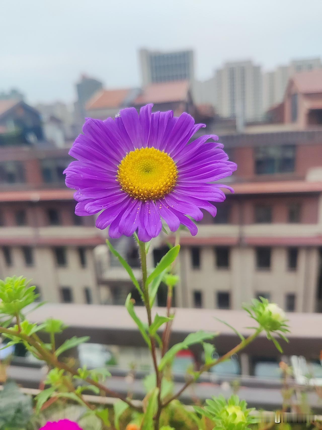 闲来无事看夕阳，余晖映我花衣裳。
清风阵阵徐徐来，轻抚脸颊撞心上。