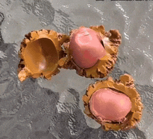 家人们，今天这事儿简直离谱到超出想象！有位男子，兢兢业业盘了4年的文玩核桃，本以