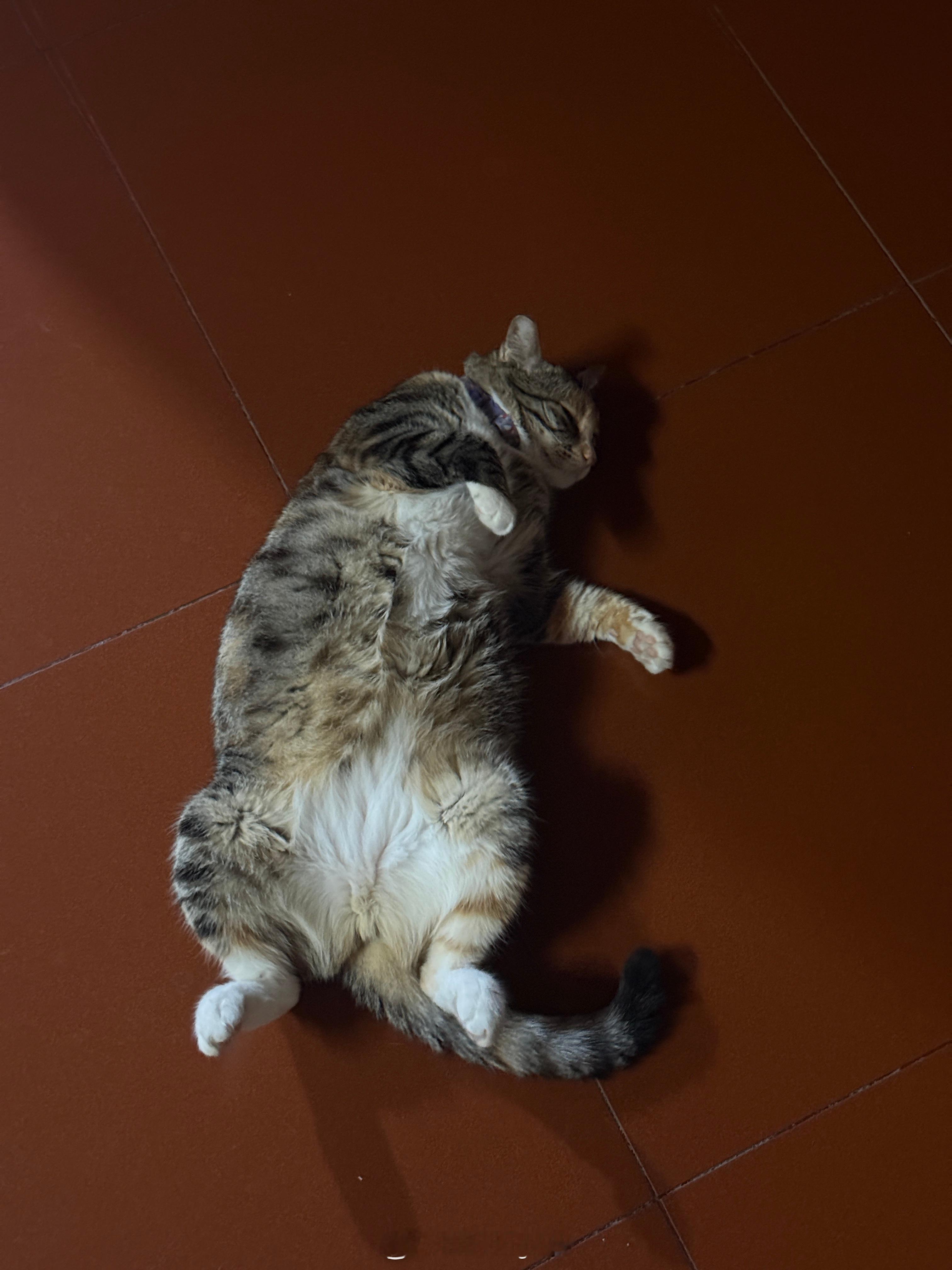 垃圾猫现在9斤真厉害啊小脑袋大身子 ​​​