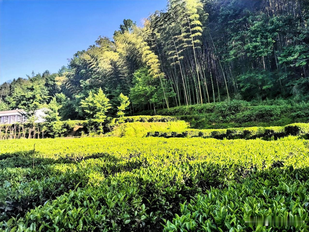 百草尽茵。