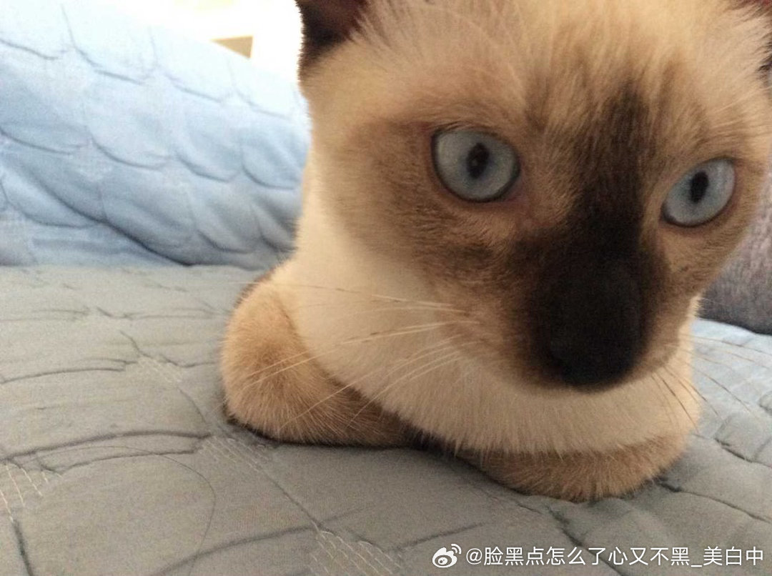 4401只黑脸逼罗猫揣手太萌了你们知道吗。 ​​​