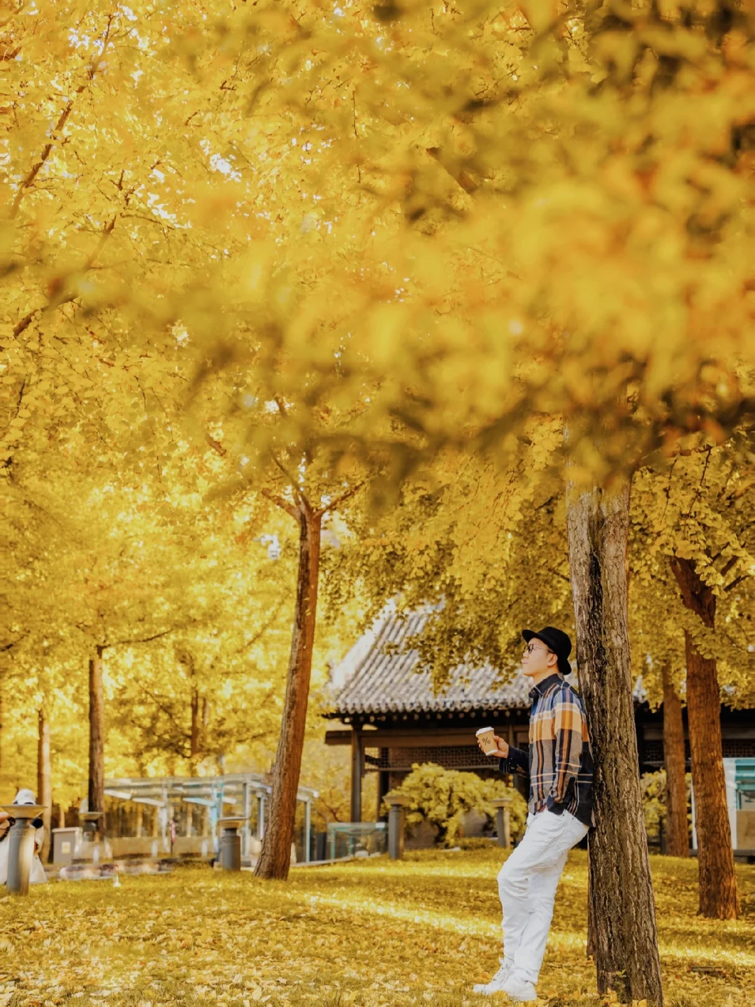 真没几个西安人知道的小众银杏地🍂人还少❗️