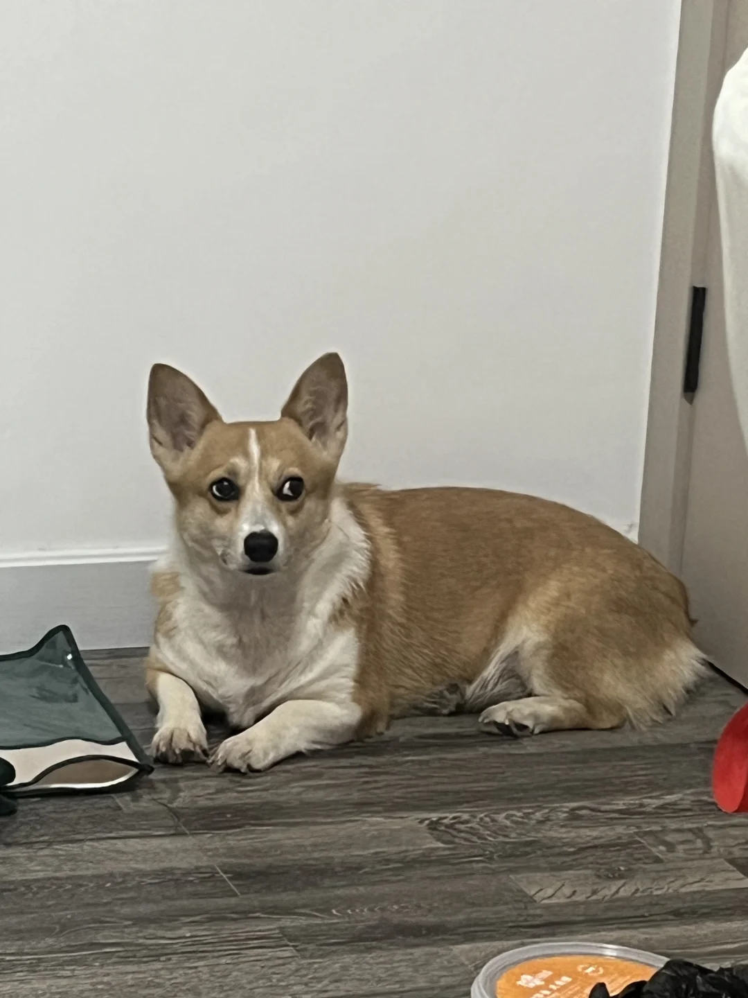 我家狗是不是抑郁了啊 有无靠谱宠物沟通