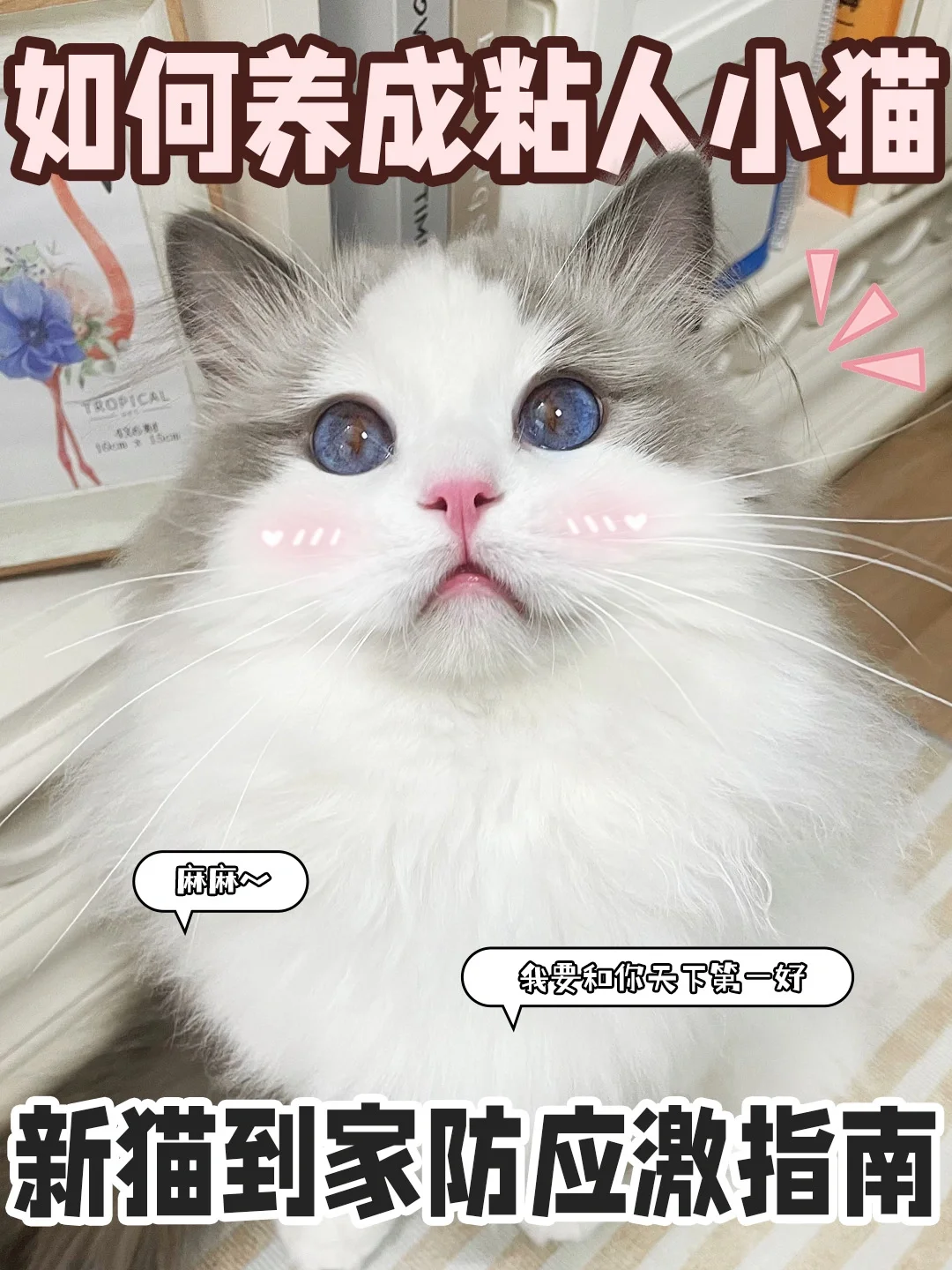 新猫友好“落户”｜养成你的专属粘人小猫
