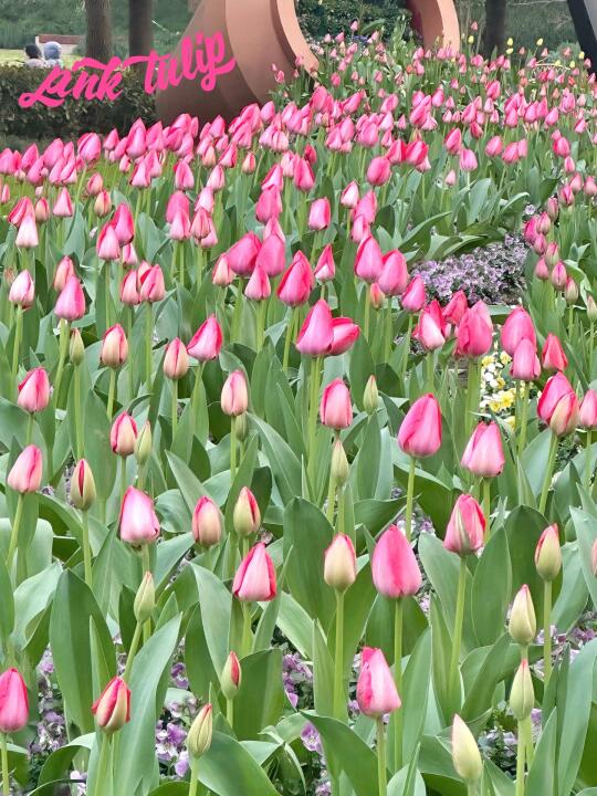 徐家汇公园的郁金香现状…微开30%🌷