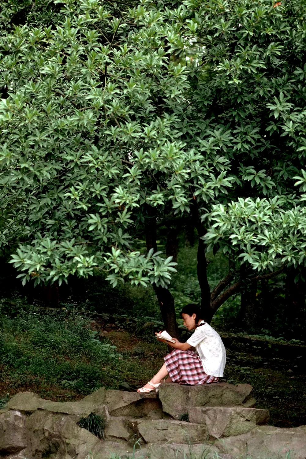 树下读书，杭州，1981年摄。 ​​​