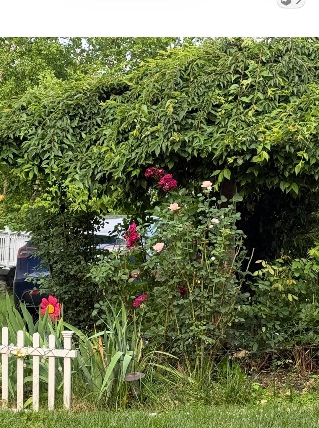 【白不说：玫瑰之家】五月的芍药隐退之后玫瑰树起夏日的旗杆挺立在大大小小的庭院拜托