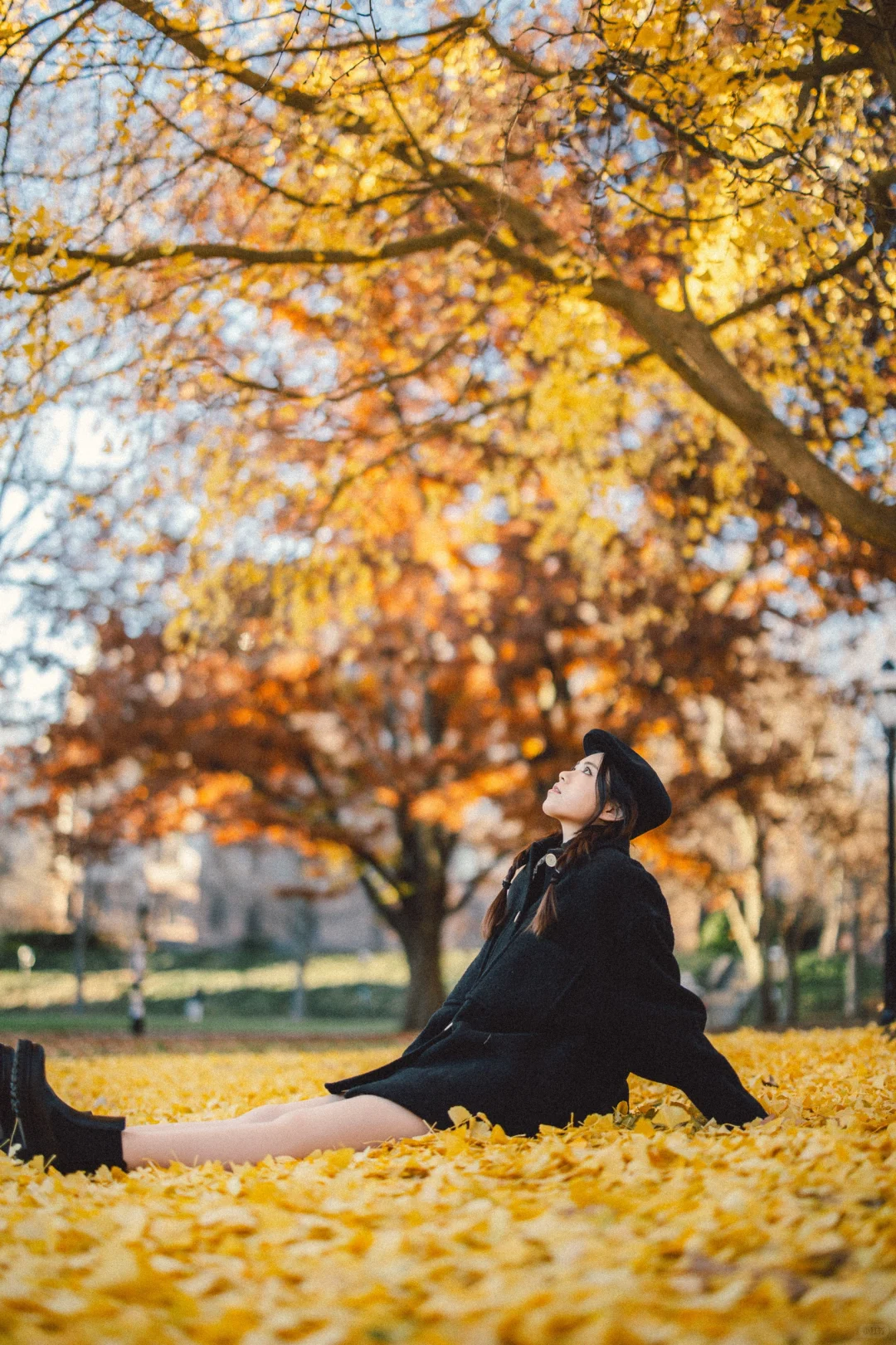 普林斯顿银杏季 满城尽带黄金甲📸附地点！