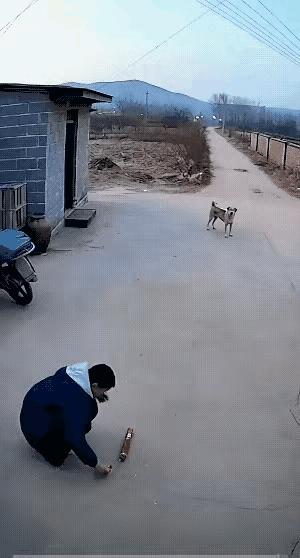 小狗惹你啥了？