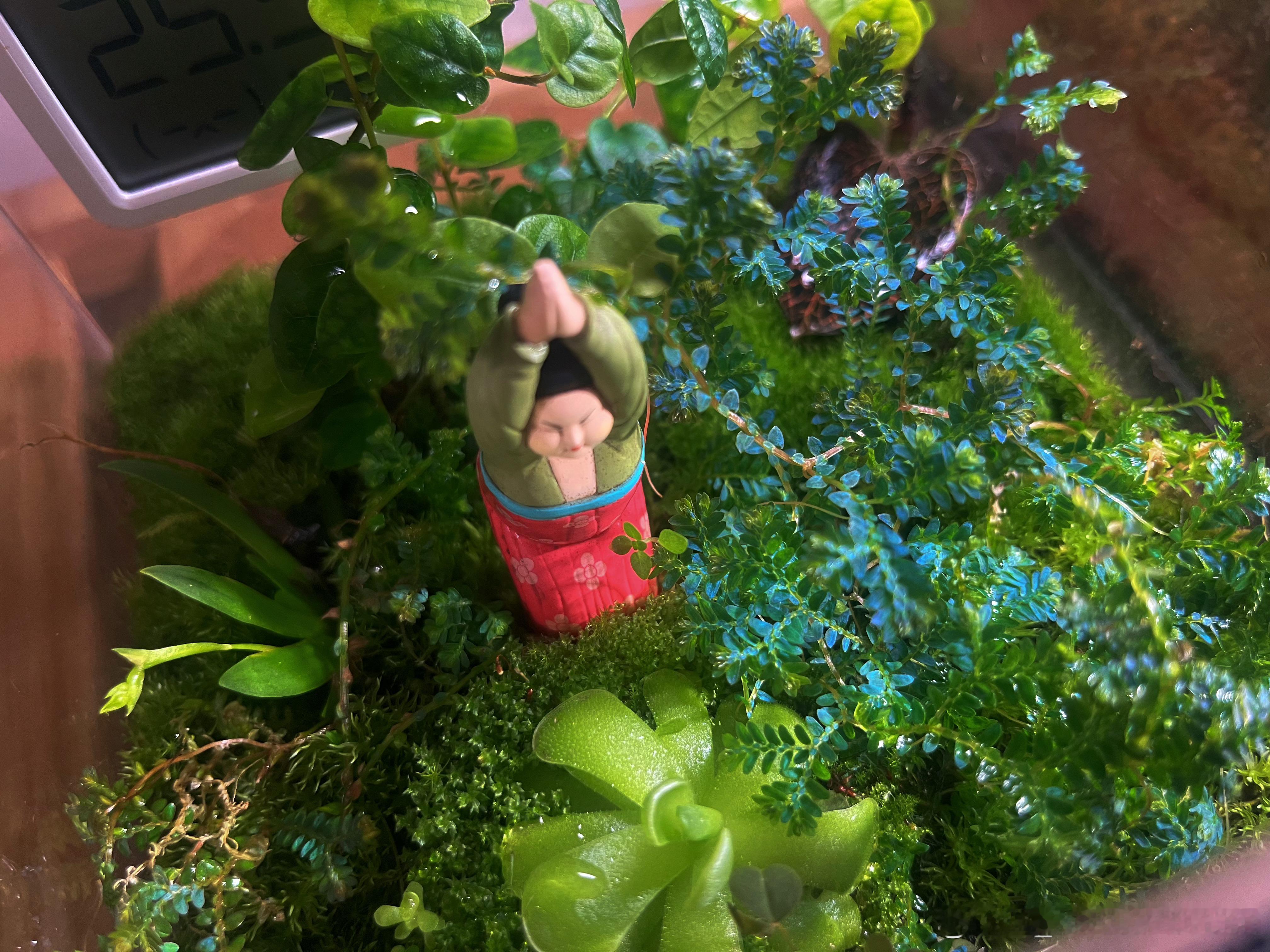 年初做了两个景观瓶，除了苔藓，主要种了翠云草和小叶薜荔。半年过去，翠云草养出了虹