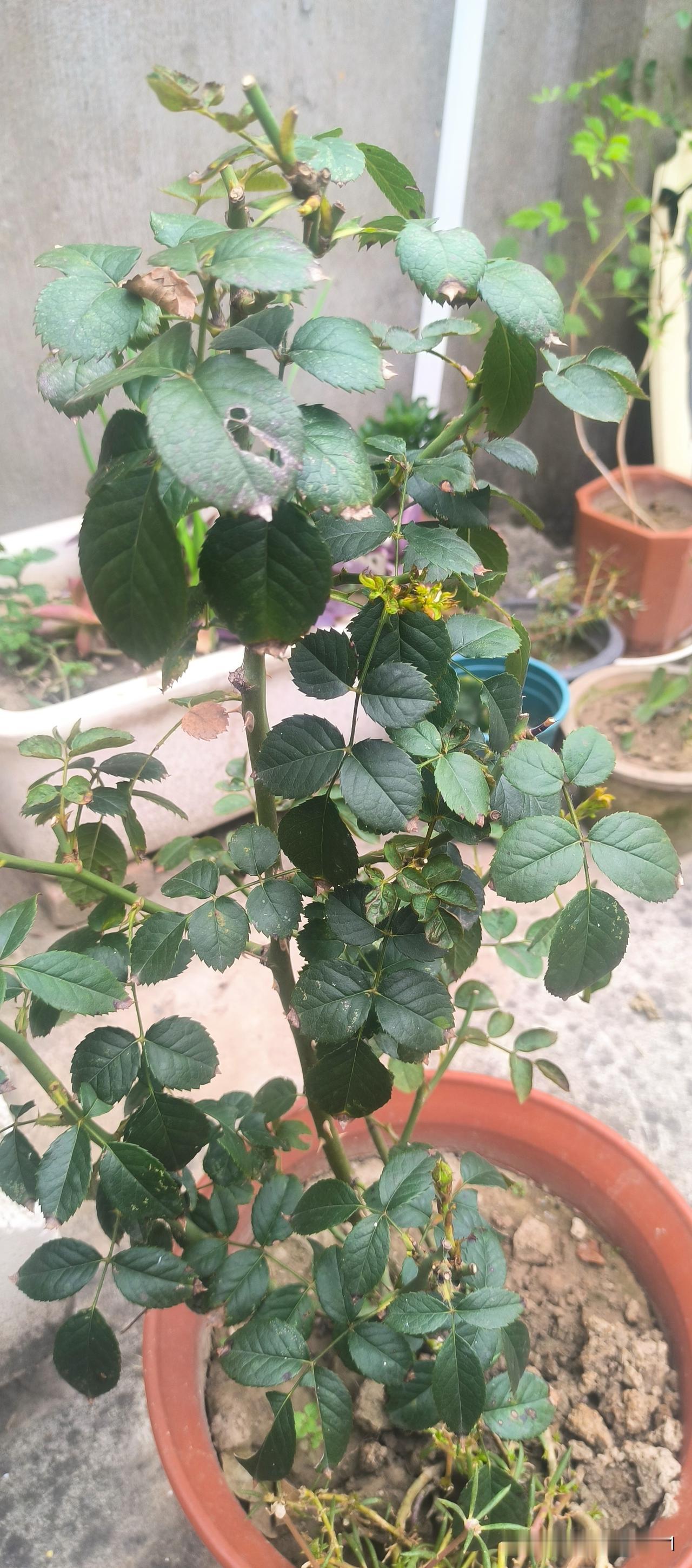 晒图笔记大赛绿植自己种，小月季。