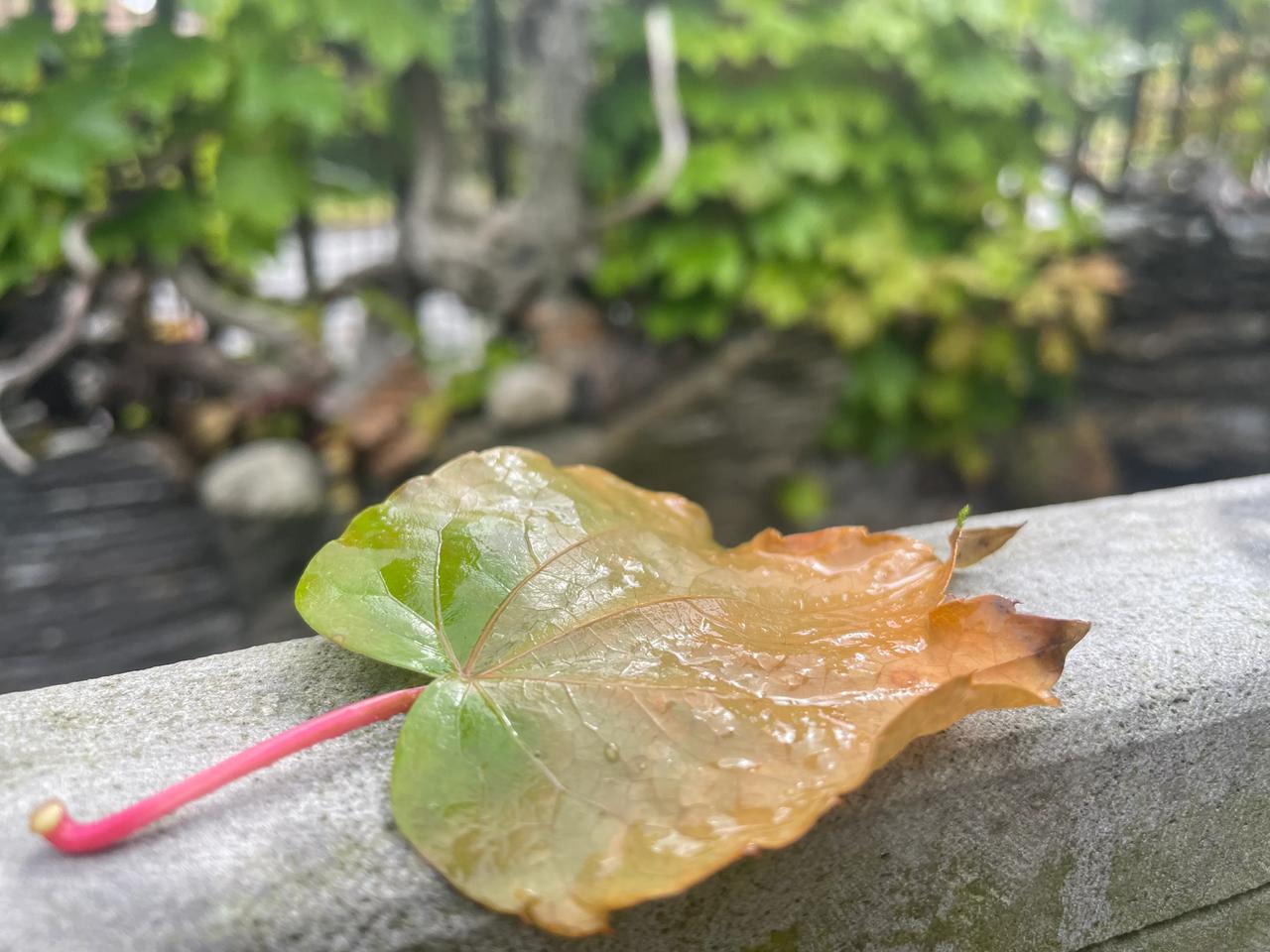 雨打梧桐叶落时，寂寞凭栏，柔肠一寸愁千缕。#时节美文#