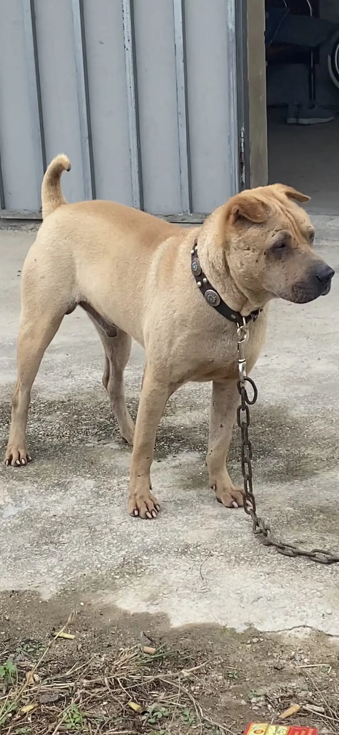 五短身材才会前开后开。下雨天那里也去不了