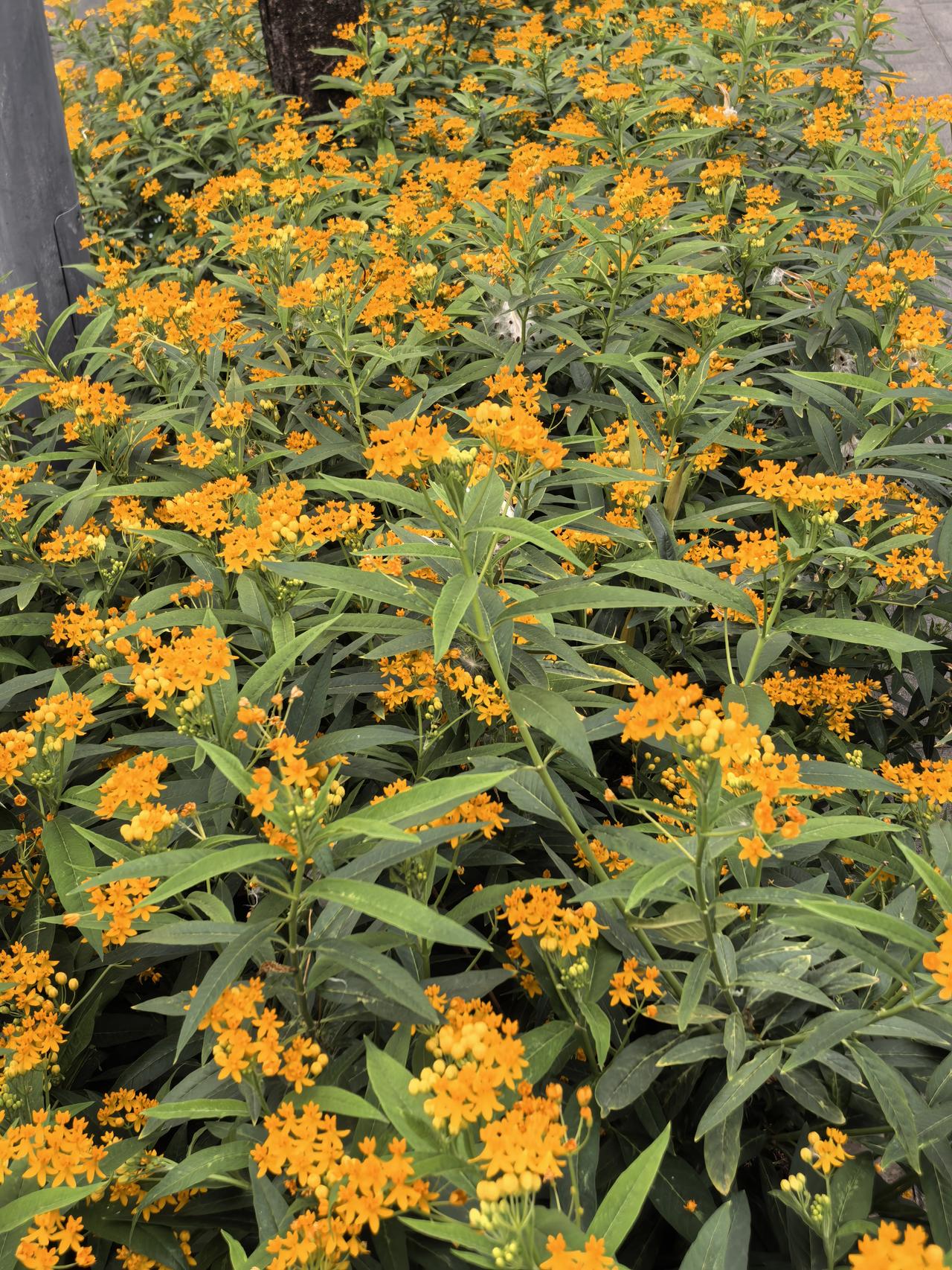 晒晒你随手一拍的花朵走过路过随手拍的，请欣赏。