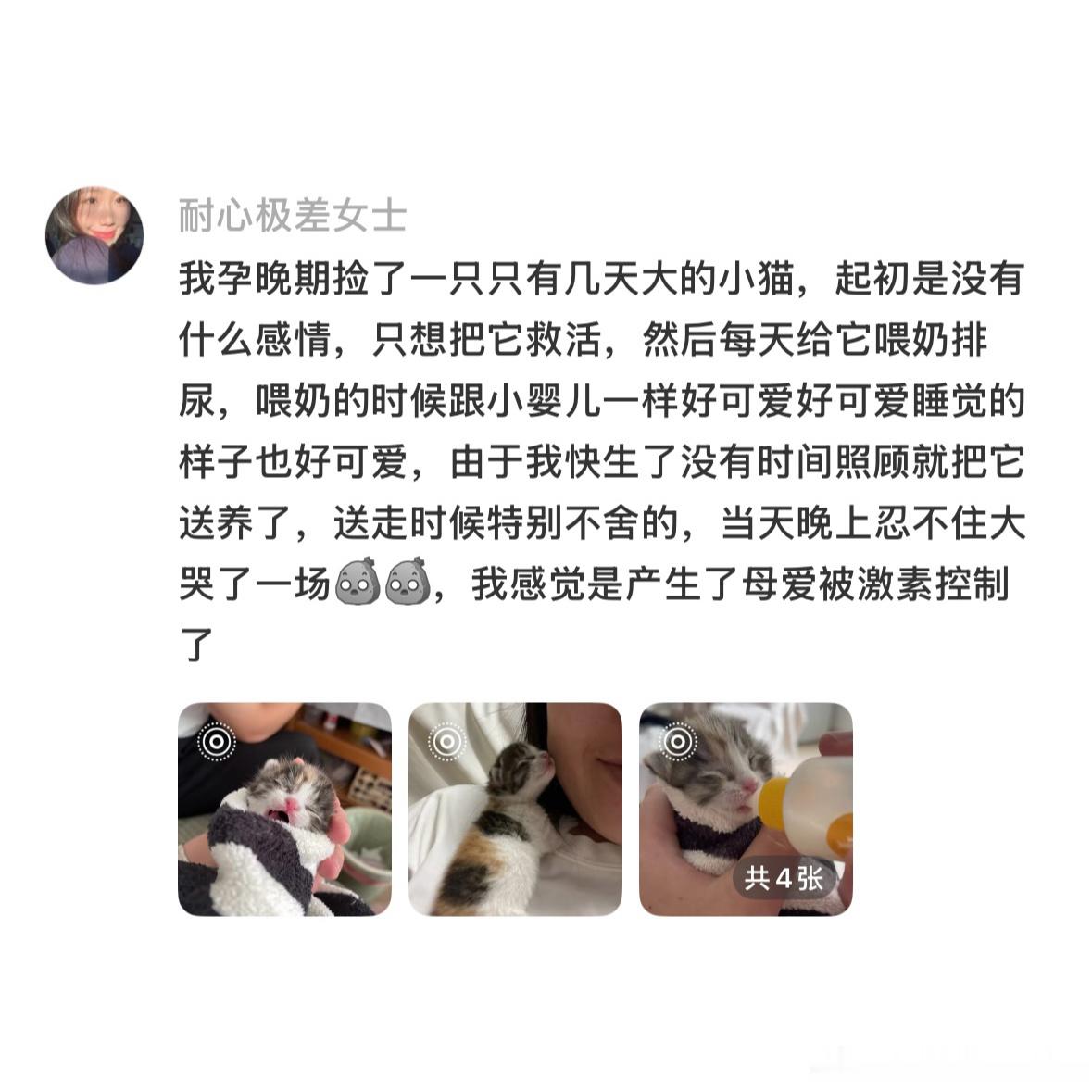 为什么人会对小猫产生母爱 