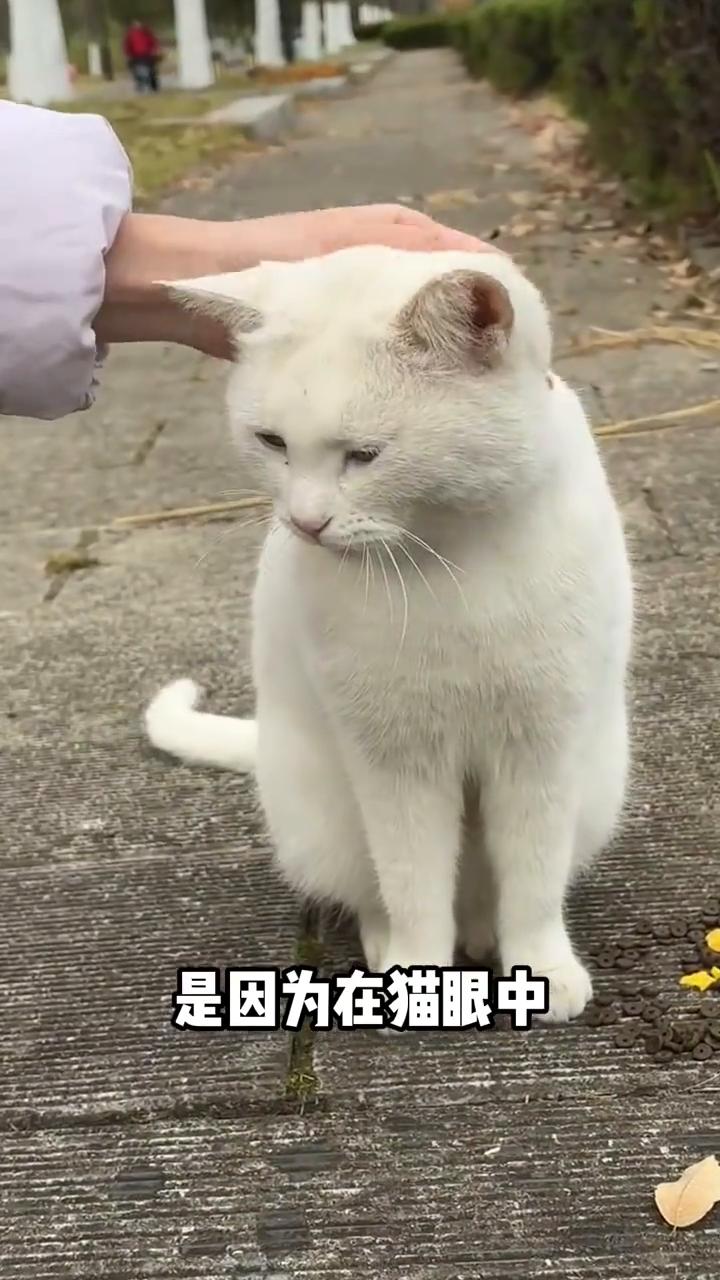 如果路上遇到这种猫千万要小心，别让它们的一生变得更坎坷。
在流浪猫群体中，白猫往
