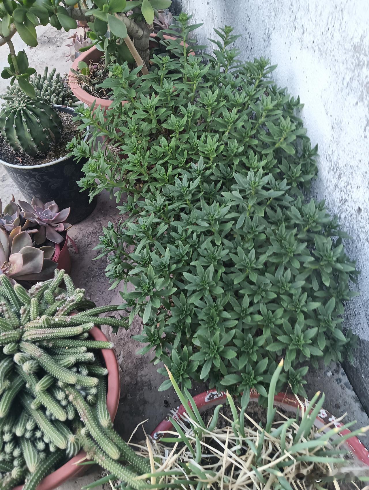 多肉植物和仙人掌的组合，绿意盎然，生机勃勃！🌱🌵