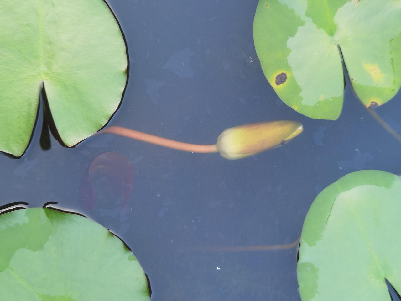 现在还经常看到：岳飞接到十二道金牌回临安就入狱了。直接跳过淮西大战和王俊告状。