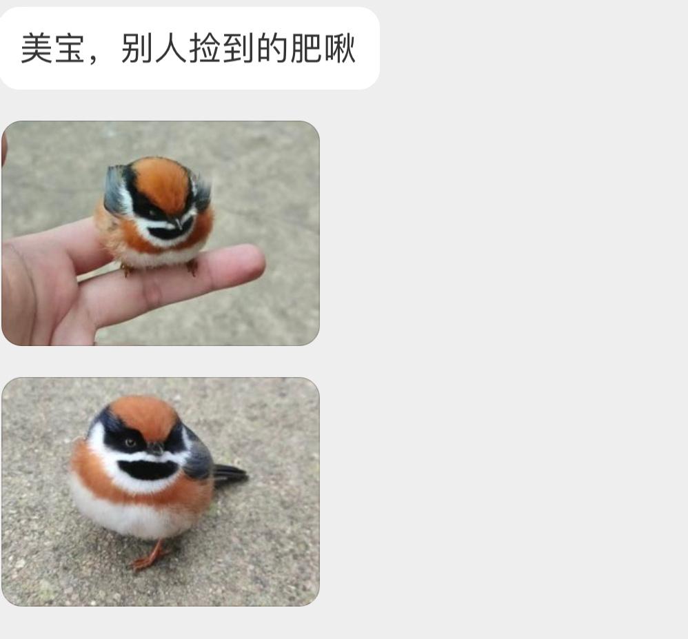 肥嘟嘟的【红头长尾山雀】天冷了鸟类会蓬松羽毛取暖，所以大都看着圆圆的  其实都是