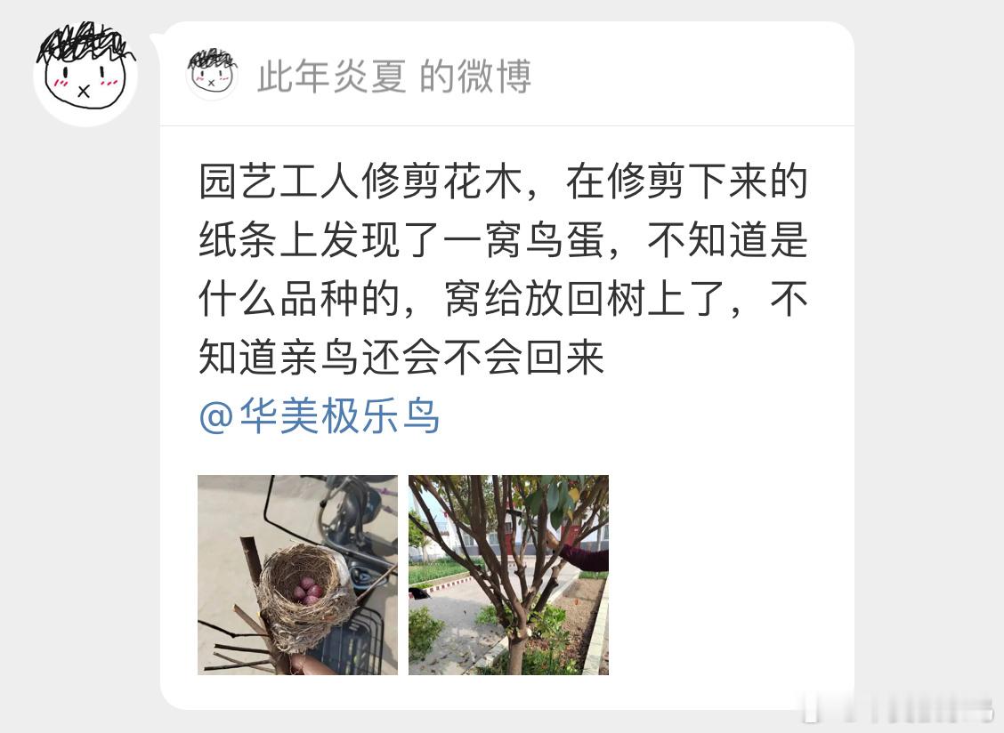 #鸟粉投稿# 是白头鹎bēi的窝及时放回去还是有希望的 大概率会继续孵化窝旁边的