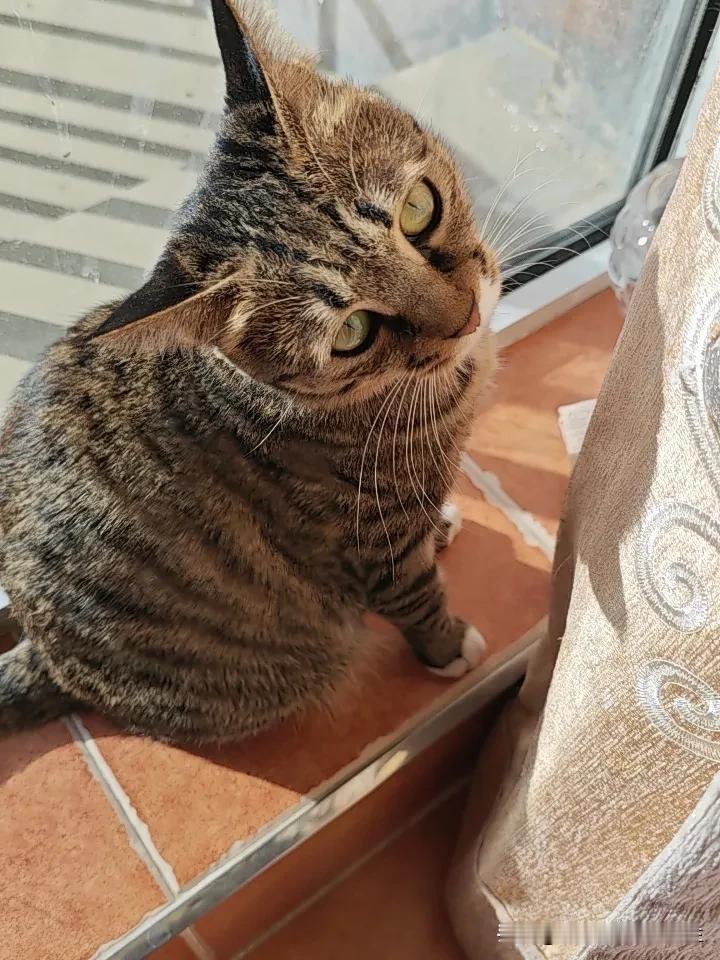 银川的风最近愈发勤快，吹得窗外树叶沙沙作响，我家二楼的阳台却藏着一片慵懒天地。小