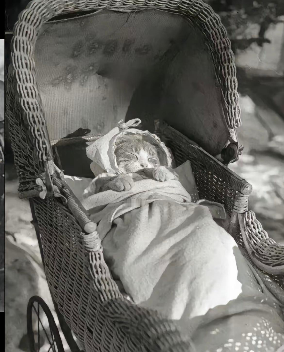 100年前的小猫咪长这样！！也有精致的打扮……原来每代人爱猫的方式都一样[抱一抱