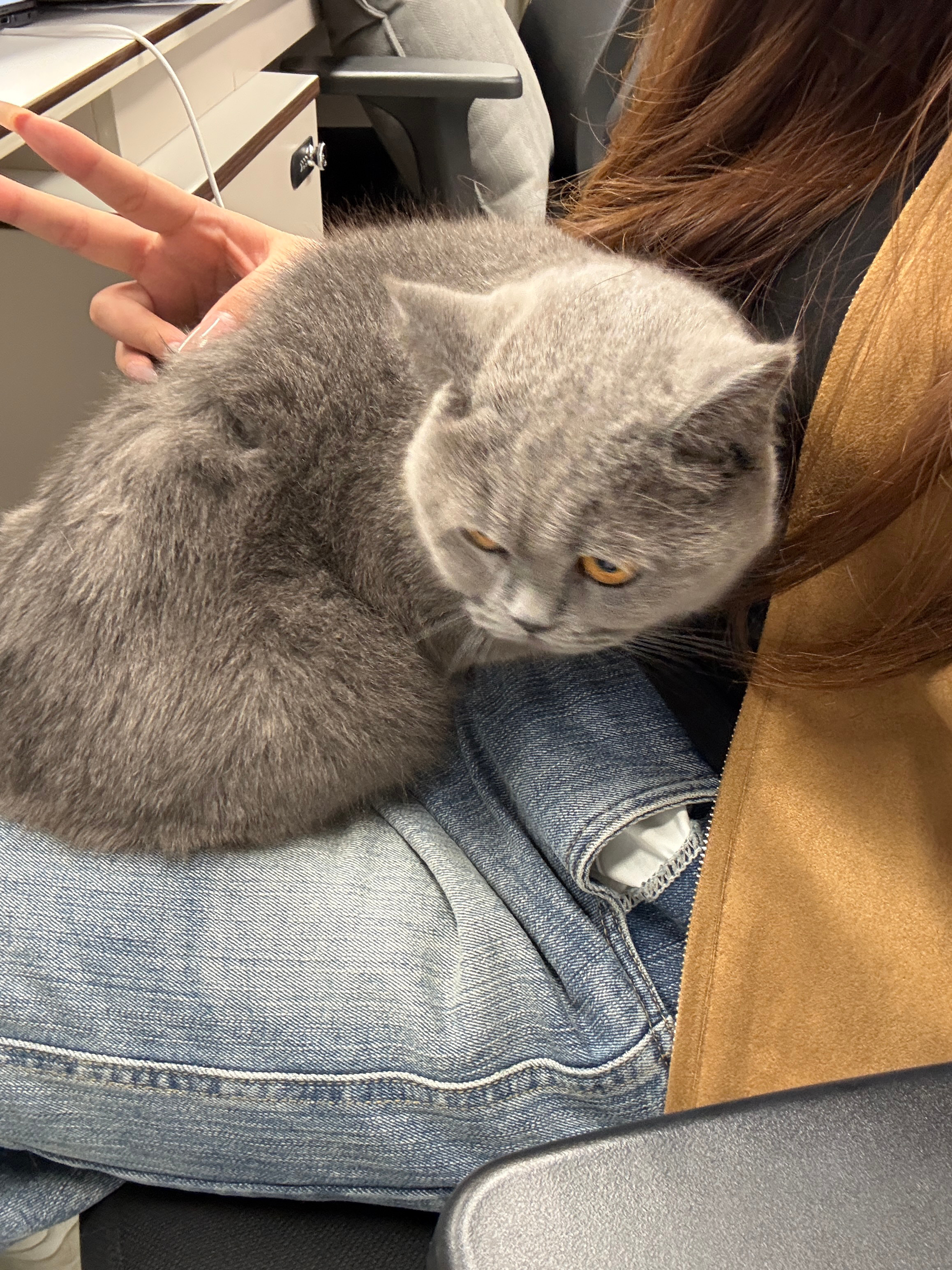 最近公司到了一台追觅的吸尘器，同事直接把猫带着配合拍摄体验。等我感受一波如果体验