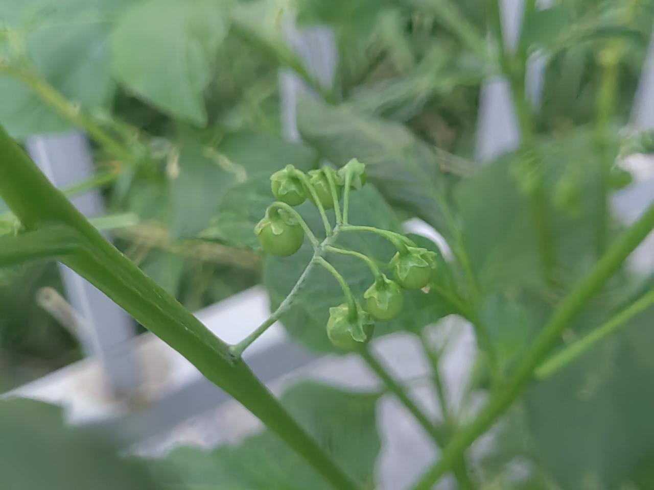 小时候最爱的野果，还没有成熟，很期待。秋日生活打卡季

它叫龙葵，俗称黑天天，野