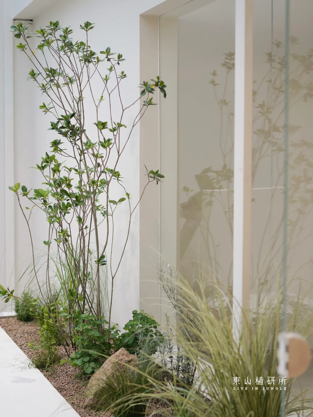 东植x DFU | 室内绿植造景 自然呼吸感