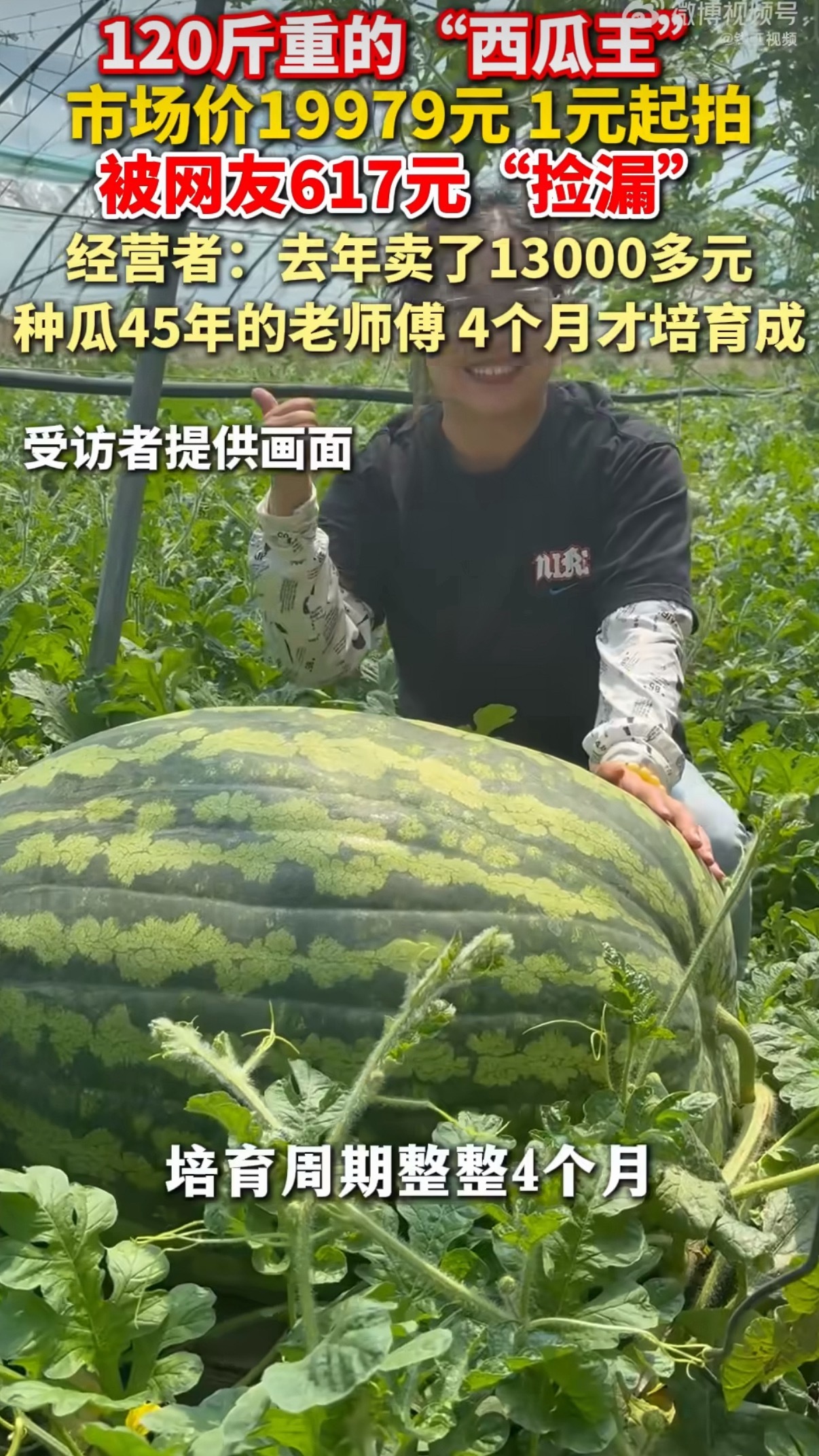 120斤西瓜瓜王拍卖仅617元成交说明大家都变理智了，西瓜再大也是西瓜，还不一定