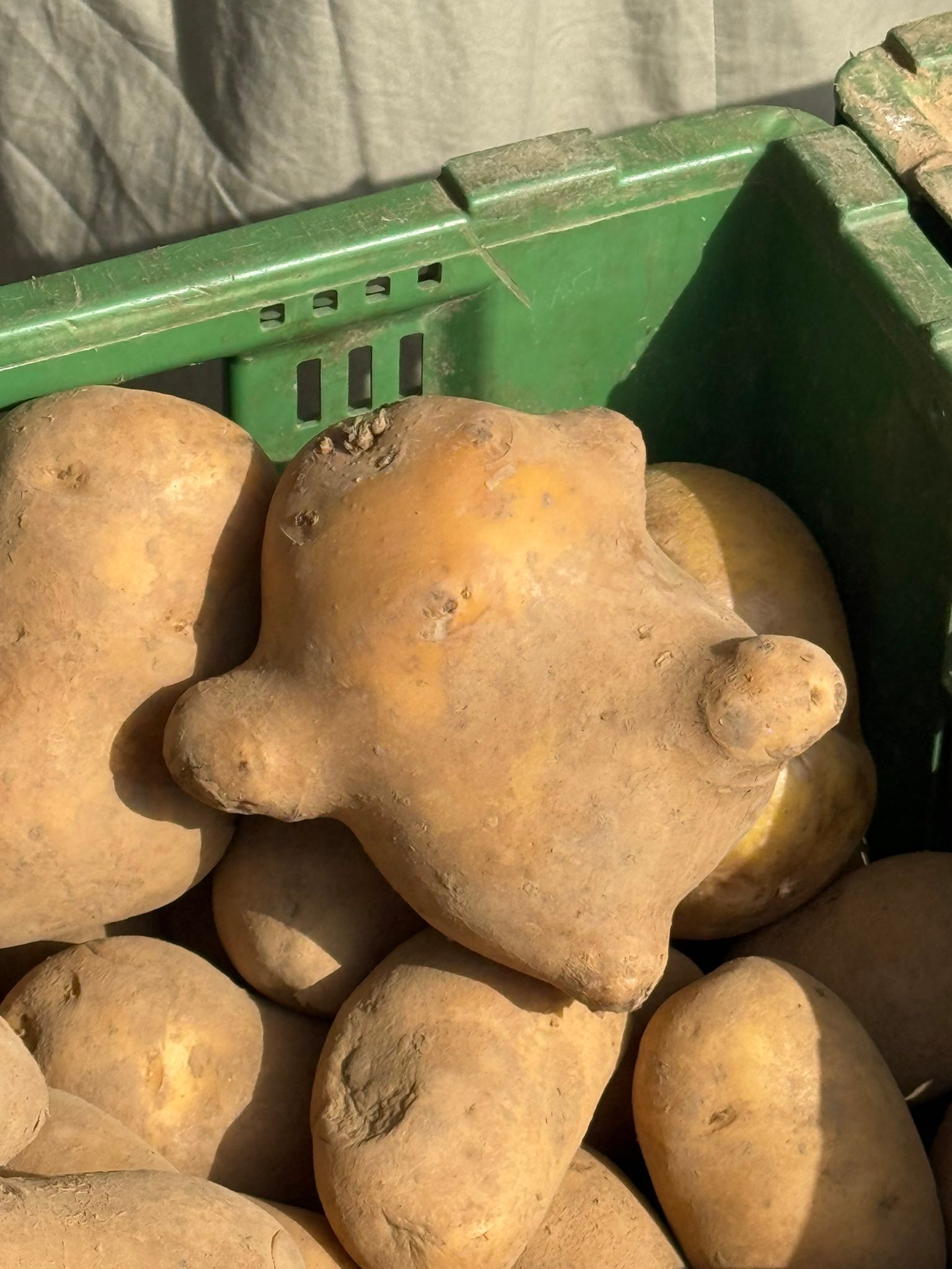 一颗准备挣扎出逃的土豆！！XDDDD 