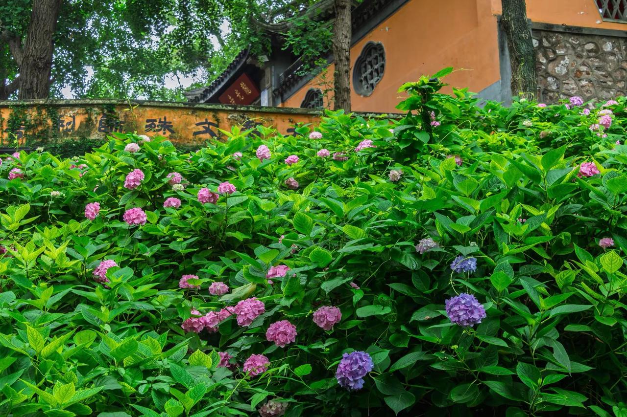 无锡惠山古镇龙光寺。无锡惠山古镇龙光寺古建筑与花的碰撞 一花一寺一世界