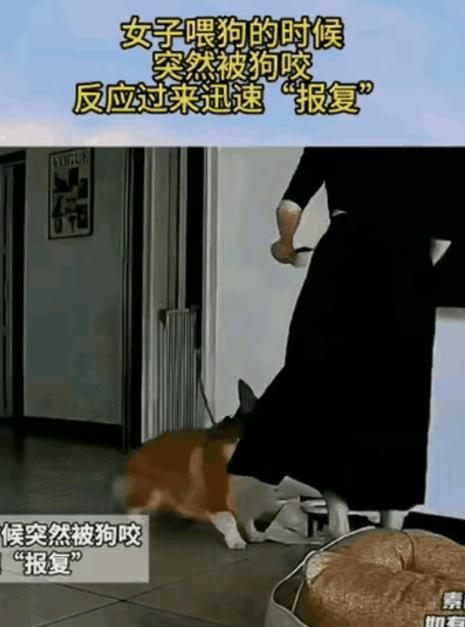 女子准备狗粮动作稍慢，自家柯基护食咬伤她的脚踝，女子愤怒拿瓷盘砸向狗狗，狗狗受惊