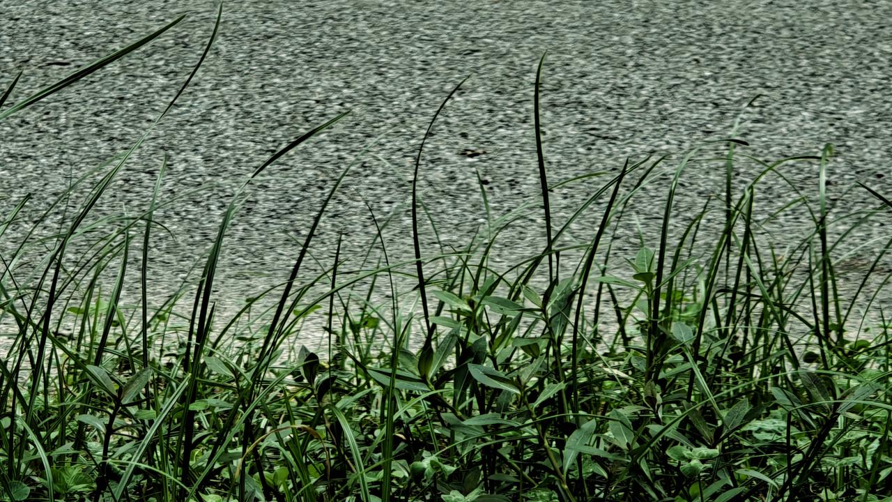 在微风轻拂的清晨，小草在土地上静静生长，葱葱翠绿，如诗如画。它们身形细小却充满生