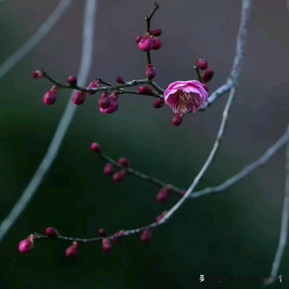 粉嫩的梅花绽放在枝头，春意盎然。美景树花开 暖暖的鲜花盛开 盛开的凌宵花朵 桃芪